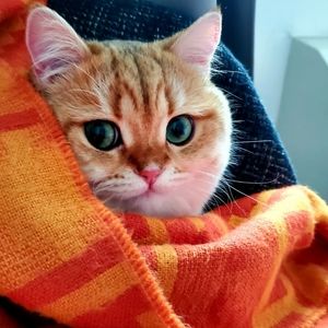 Meet your Posher, Zalina